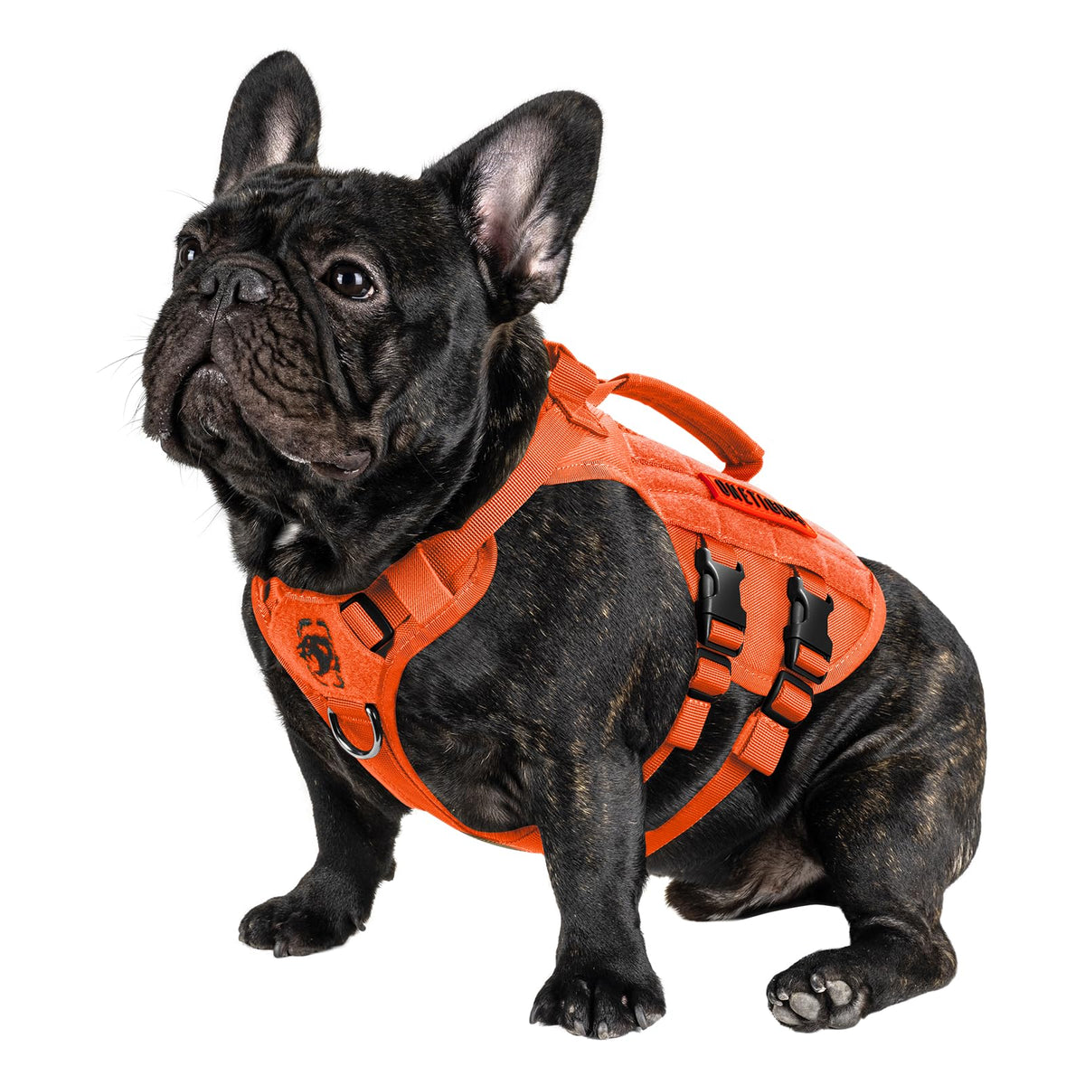 OneTigris tactical-dog-harness-orange-xs-front-view demonstrates compact fit for small dogs on walks.