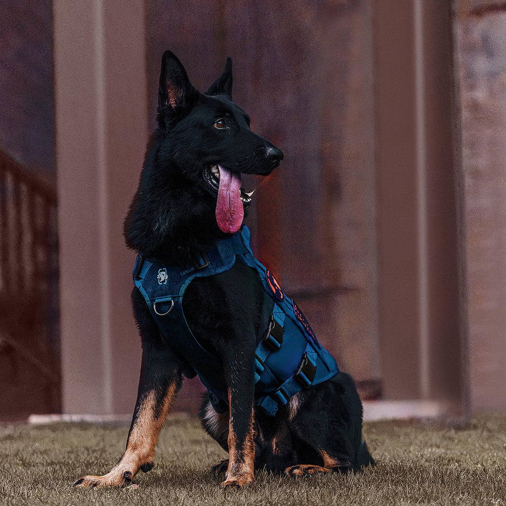 ONETIGRIS harness with padded handles for quick car entry and handling