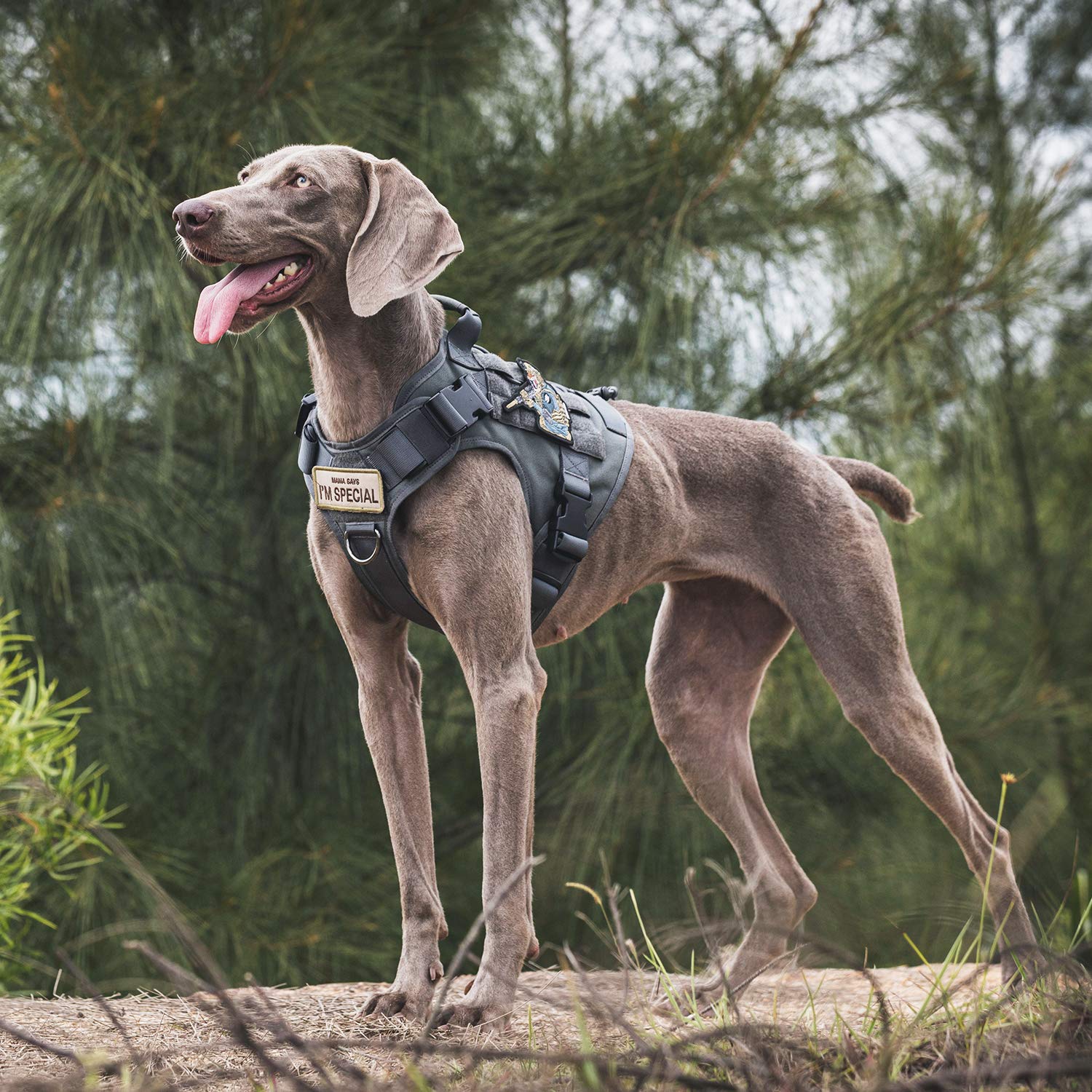OneTigris large vest ready for rugged outdoor use