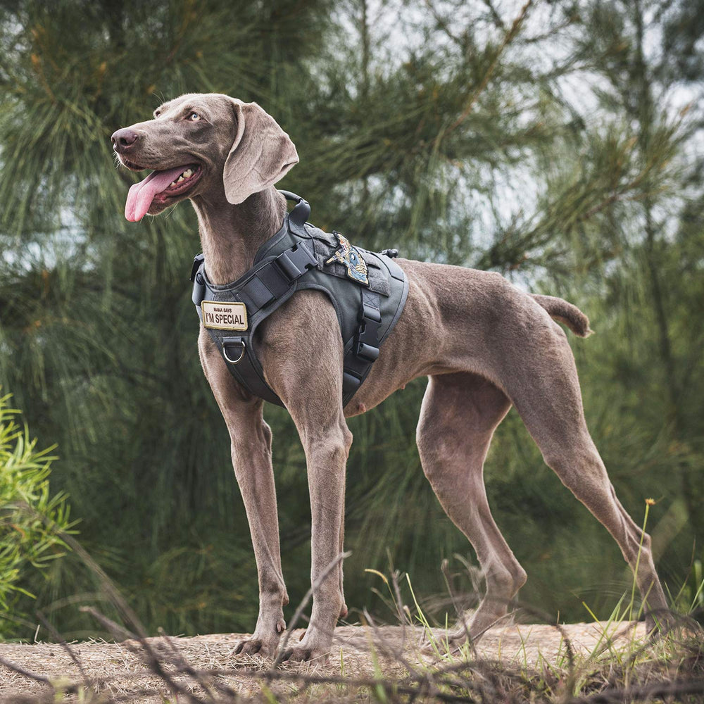 OneTigris large vest ready for rugged outdoor use