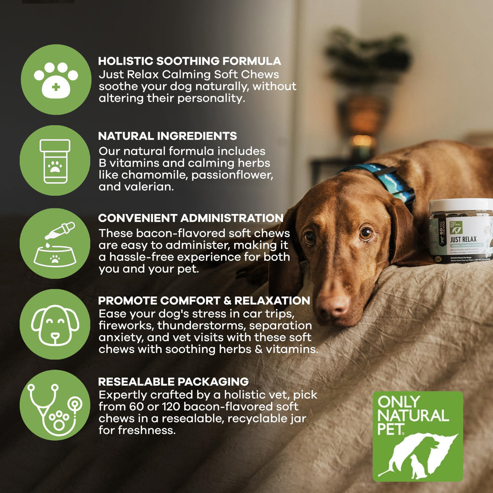Only Natural Pet Just Relax dog lounging after chewing for calm demeanor.