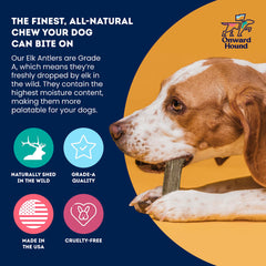 Onward Hound dental friendly elk antler chew action