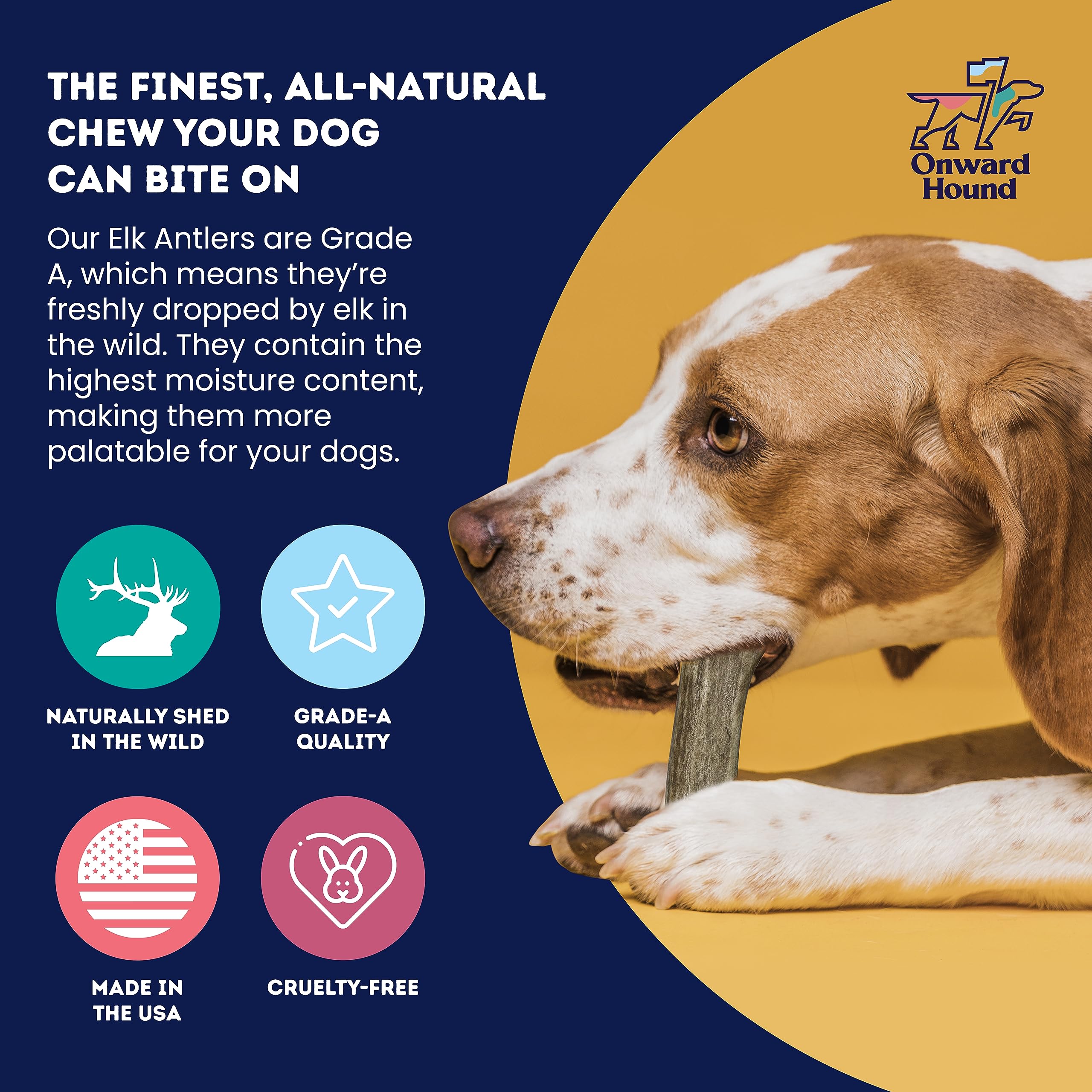 Onward Hound minerals calcium phosphorus zinc support healthy bones during play