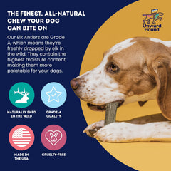 Onward Hound minerals calcium phosphorus zinc support healthy bones during play