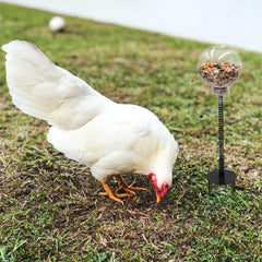 Oooct chicken peck toy ground plug keeps the setup secure in coop