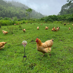 Oooct chicken peck toy swing mechanism adds dynamic enrichment