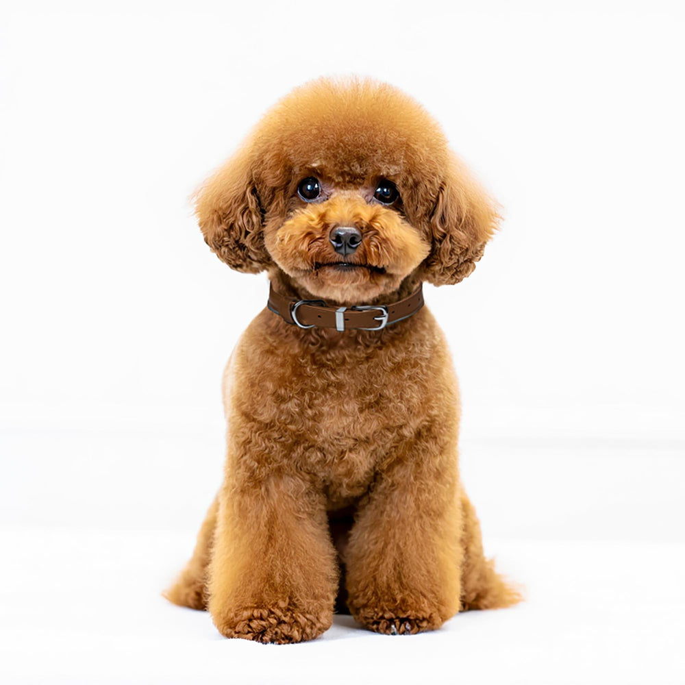 OOPSDOGGY rolled leather collar color option in beige pairs with light coats