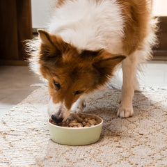 Open Farm morsels highlight 95% meat, organs and bone for robust flavor.