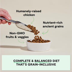 Open Farm Ancient Grains dry dog food bag emphasizes grain-based nutrition