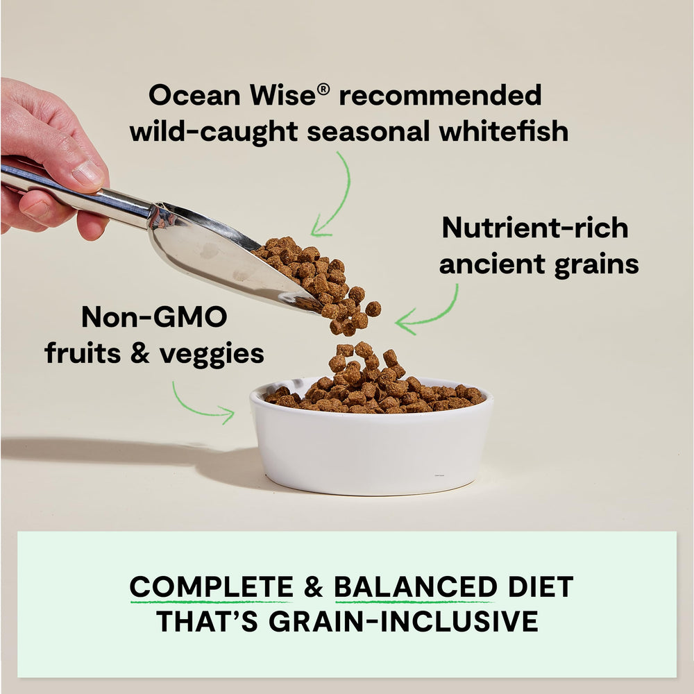 Open Farm Catch-of-the-Season Whitefish dry dog food pack shot highlights wholesome ingredients