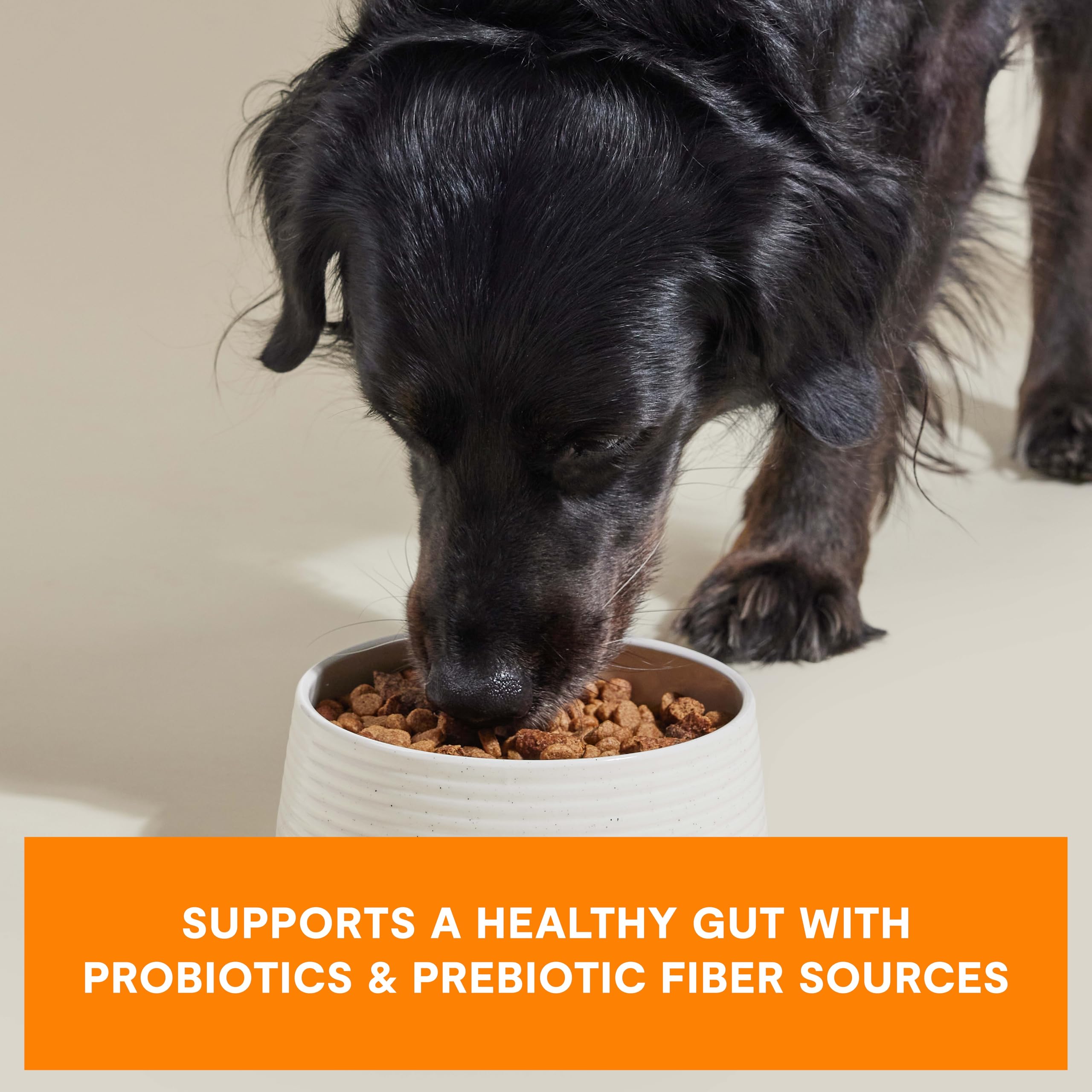 Open Farm Epic Blend probiotic-coated-kibble; supports gut-friendly digestion through probiotic coating.
