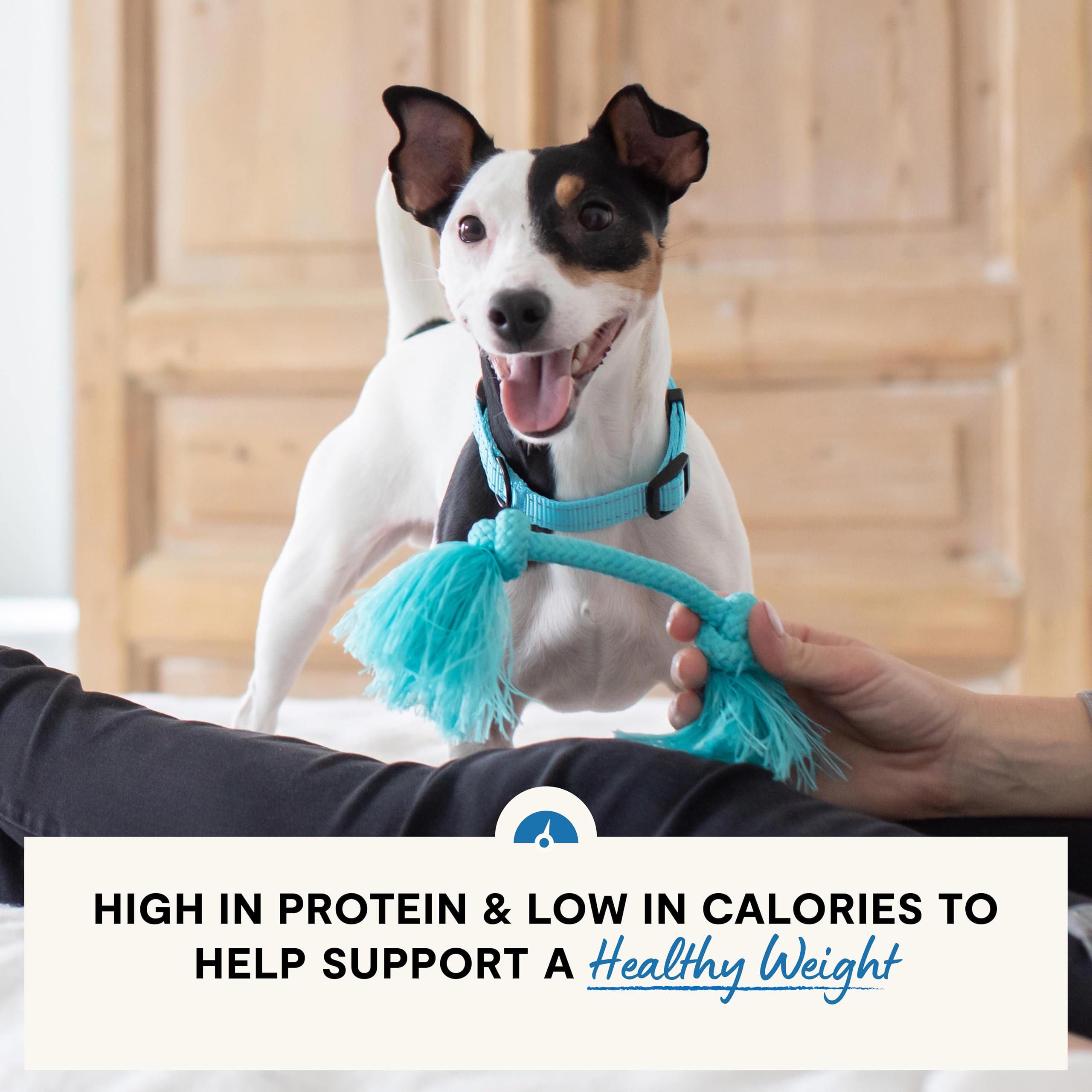 Open Farm Healthy Weight dog meal being served, suggesting lean muscle support