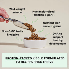 Open Farm non-GMO fruits and veggies featured subimage illustrating wholesome, traceable ingredients.