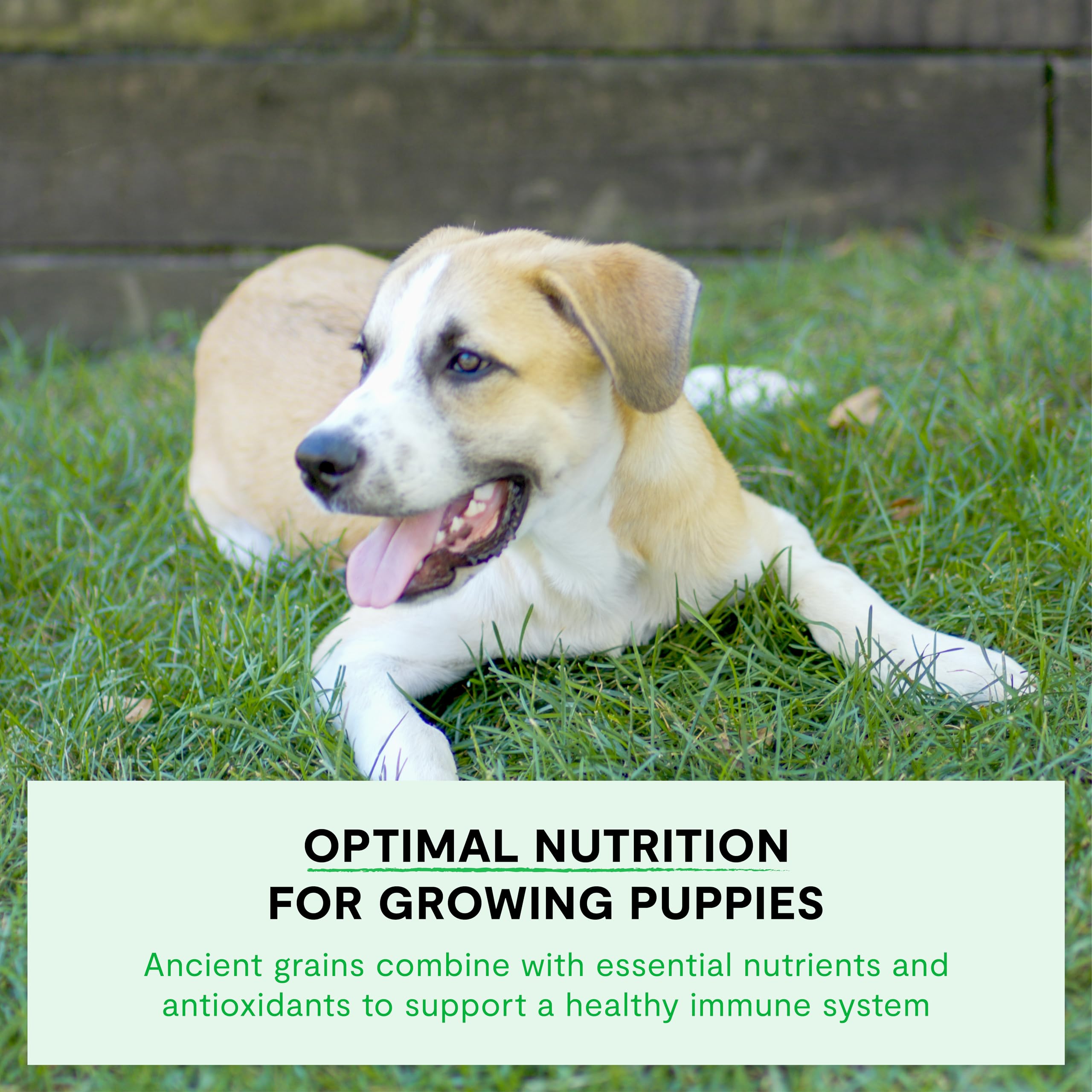 Open Farm puppy diet bowl by the window portraying gentle stomach-friendly formula.