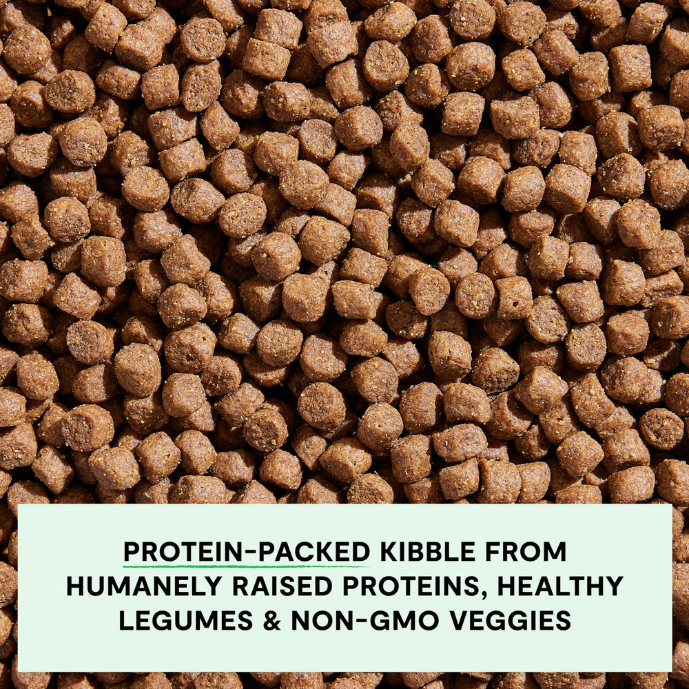 Open Farm puppy kibble close-up shows protein-packed bites with salmon and chicken.