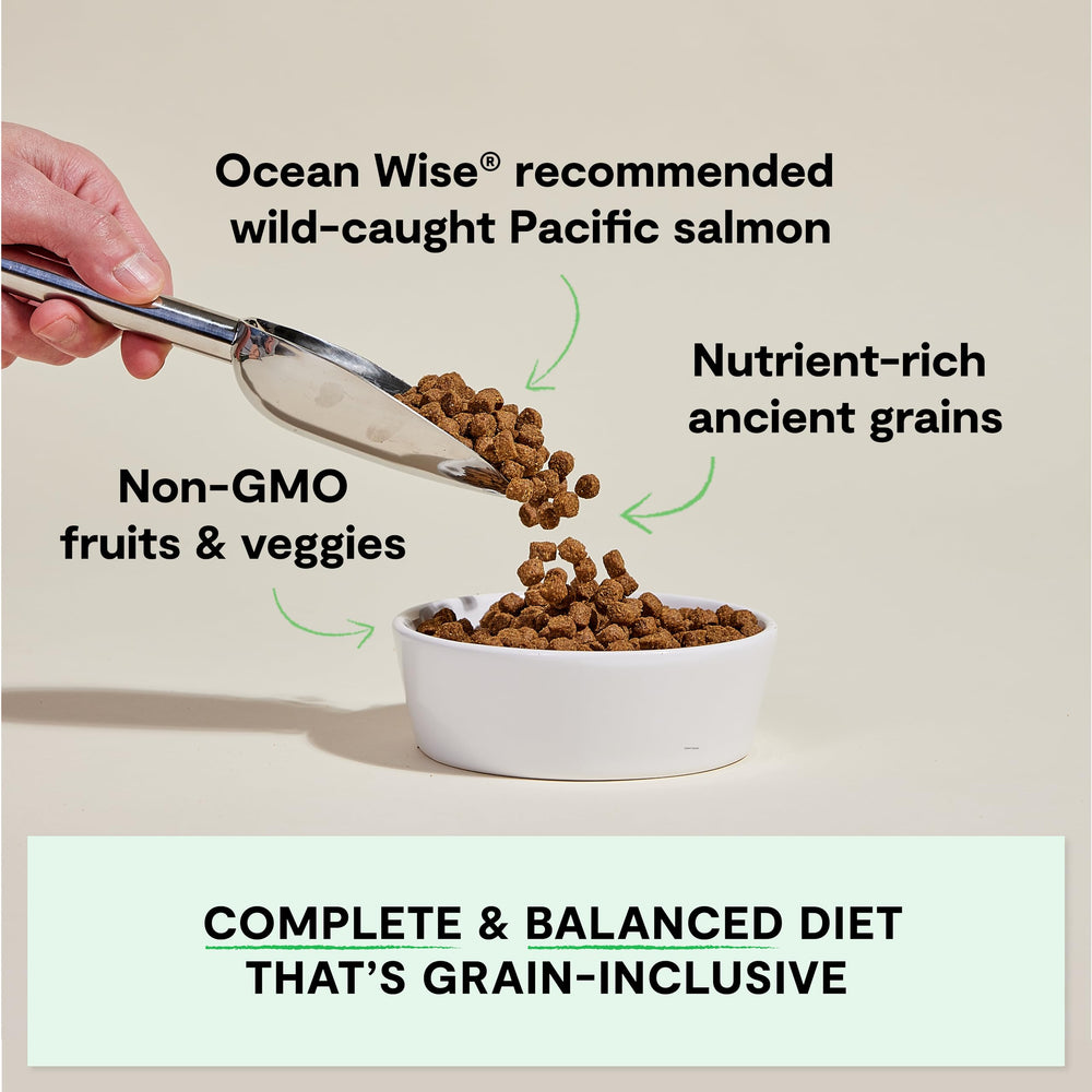 Open Farm wild salmon recipe ingredients display high‑quality protein and natural produce