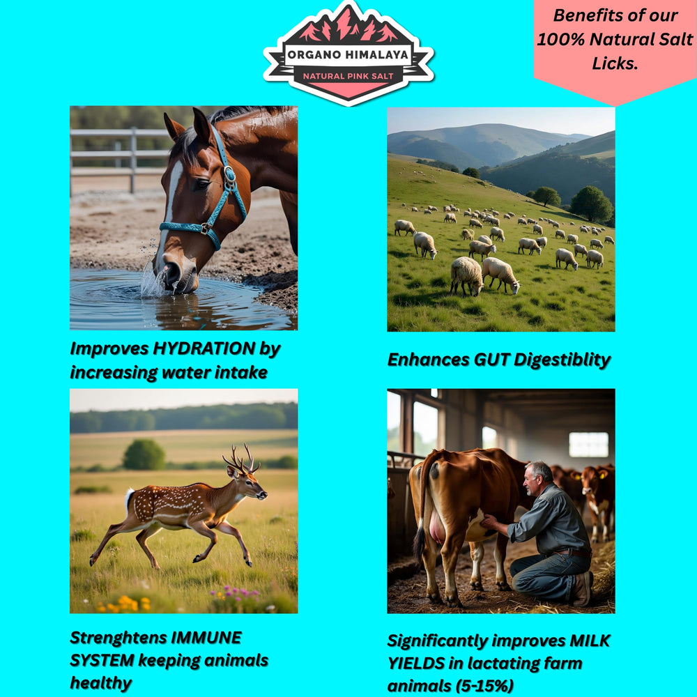 Organo Himalaya Himalayan salt lick supports horses and goats with tasty minerals