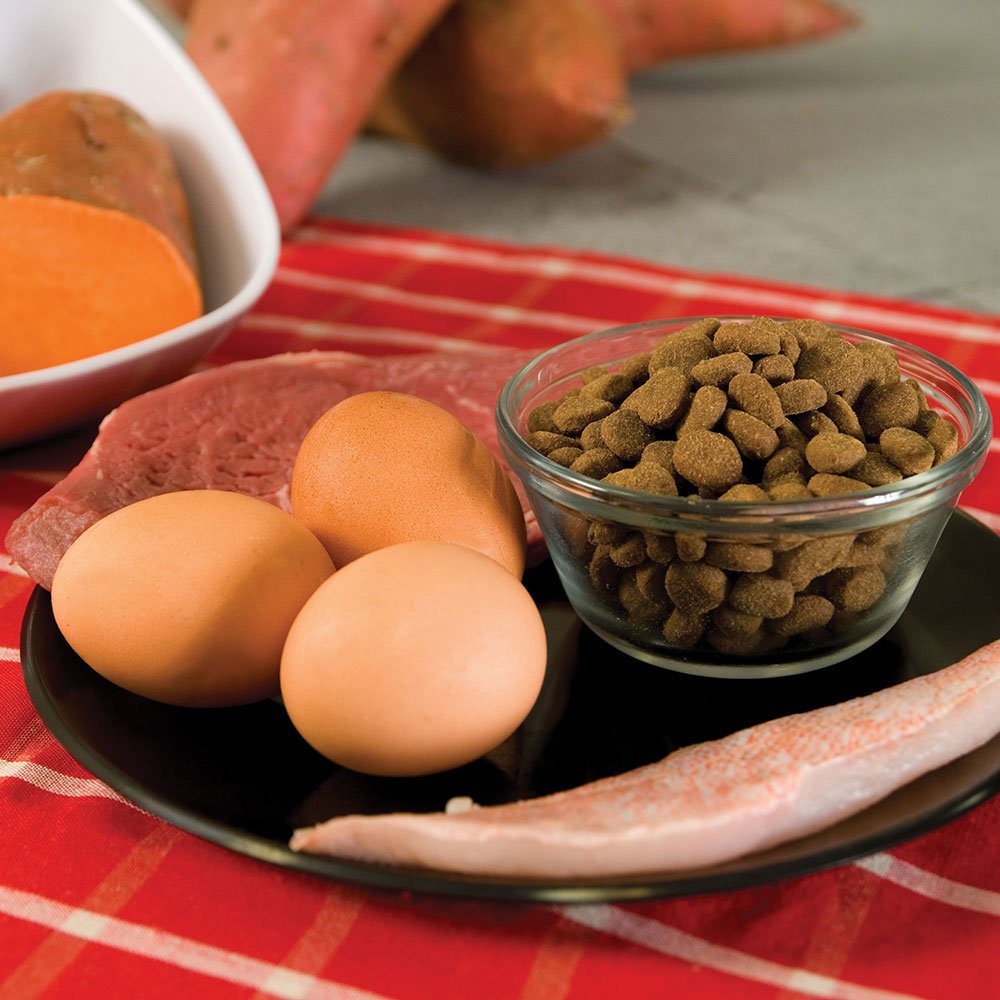 Orijen Regional Red dog-eating demonstrates premium, complete meal option.