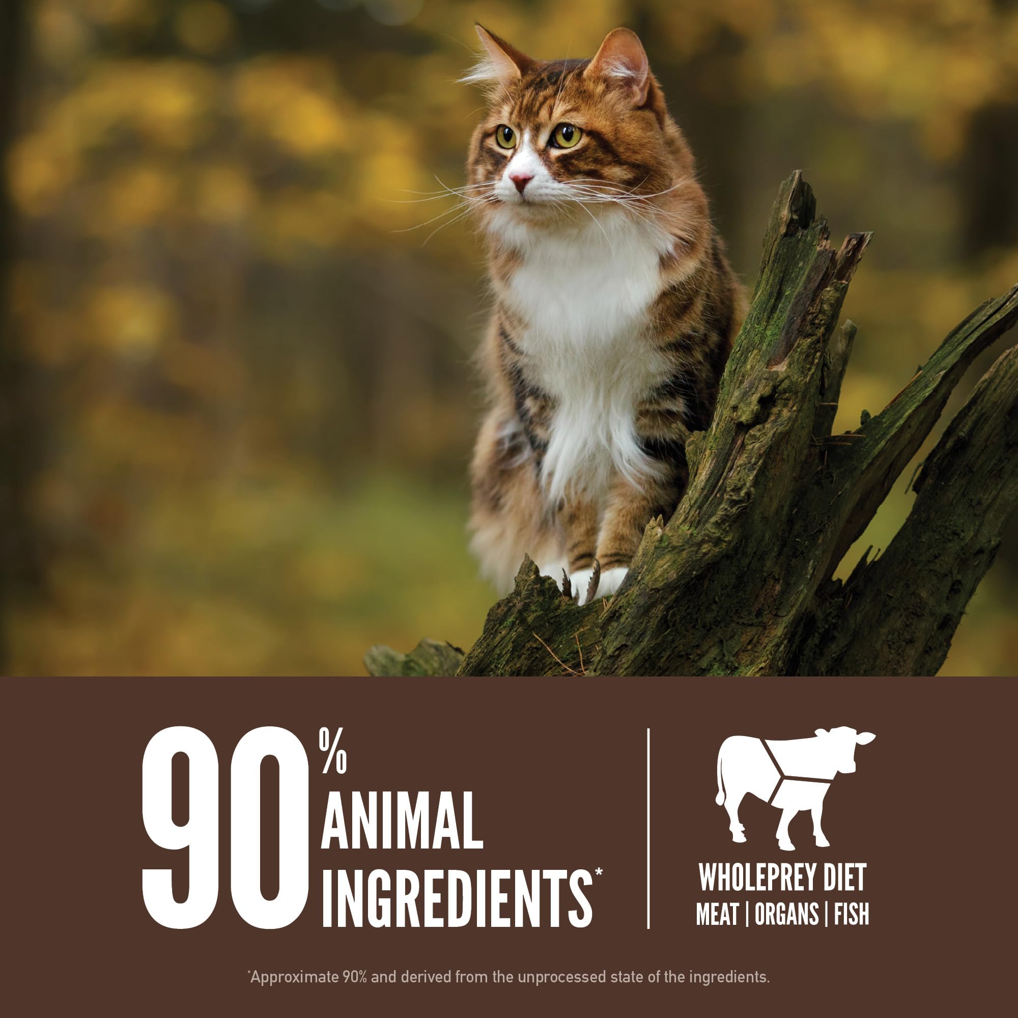 Orijen Regional Red includes whole mackerel, liver and wild boar for flavor and nutrients.