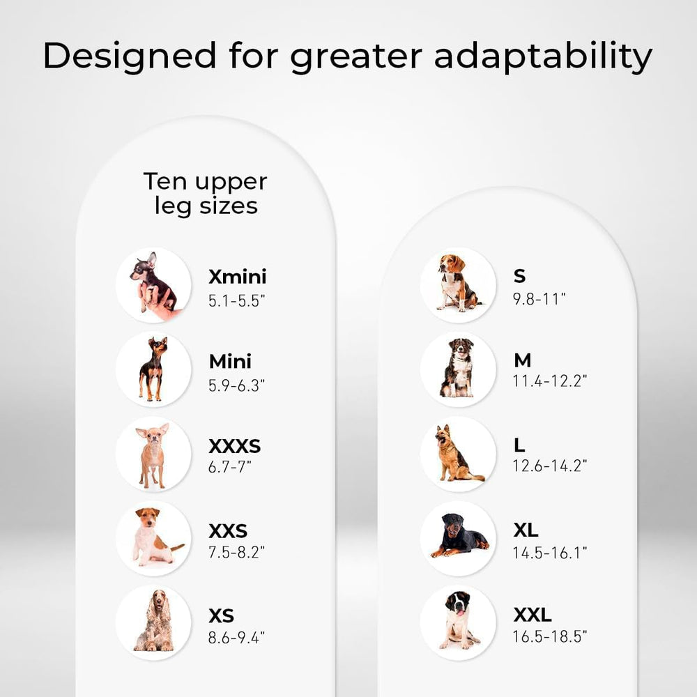 Ortocanis dog knee brace on left hind leg focusing on patellar luxation support.