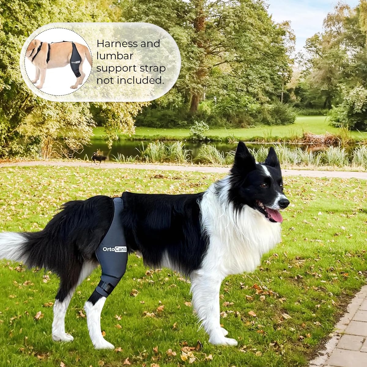 Ortocanis large-size dog knee brace label ensures secure fit and leg support.