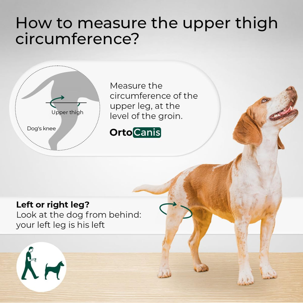 Ortocanis neoprene dog knee brace HDR demonstrates flexible movement for everyday comfort.