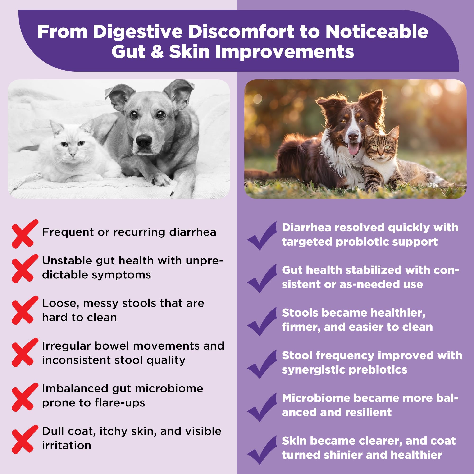 Ourea S.boulardii + FOS powder sprinkled on kibble aids digestion.