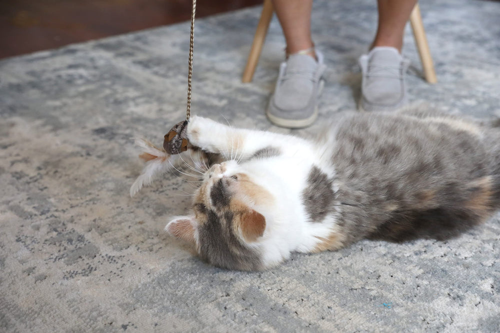 OurPets Play-N-Squeak bonding-time wand supports cat-parent interaction during play.