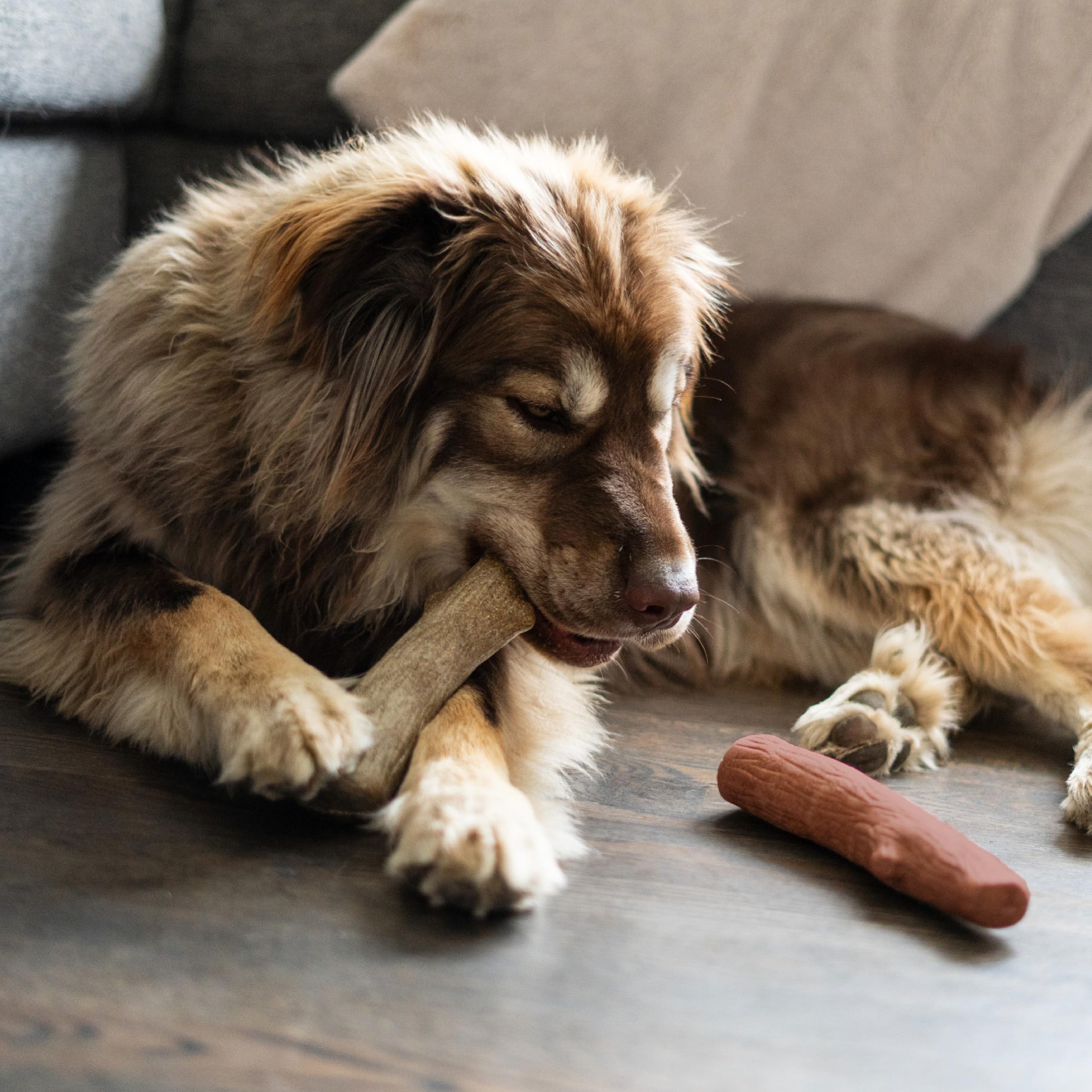 Outward Hound Dogwood outdoor-chew-time option for yard play.