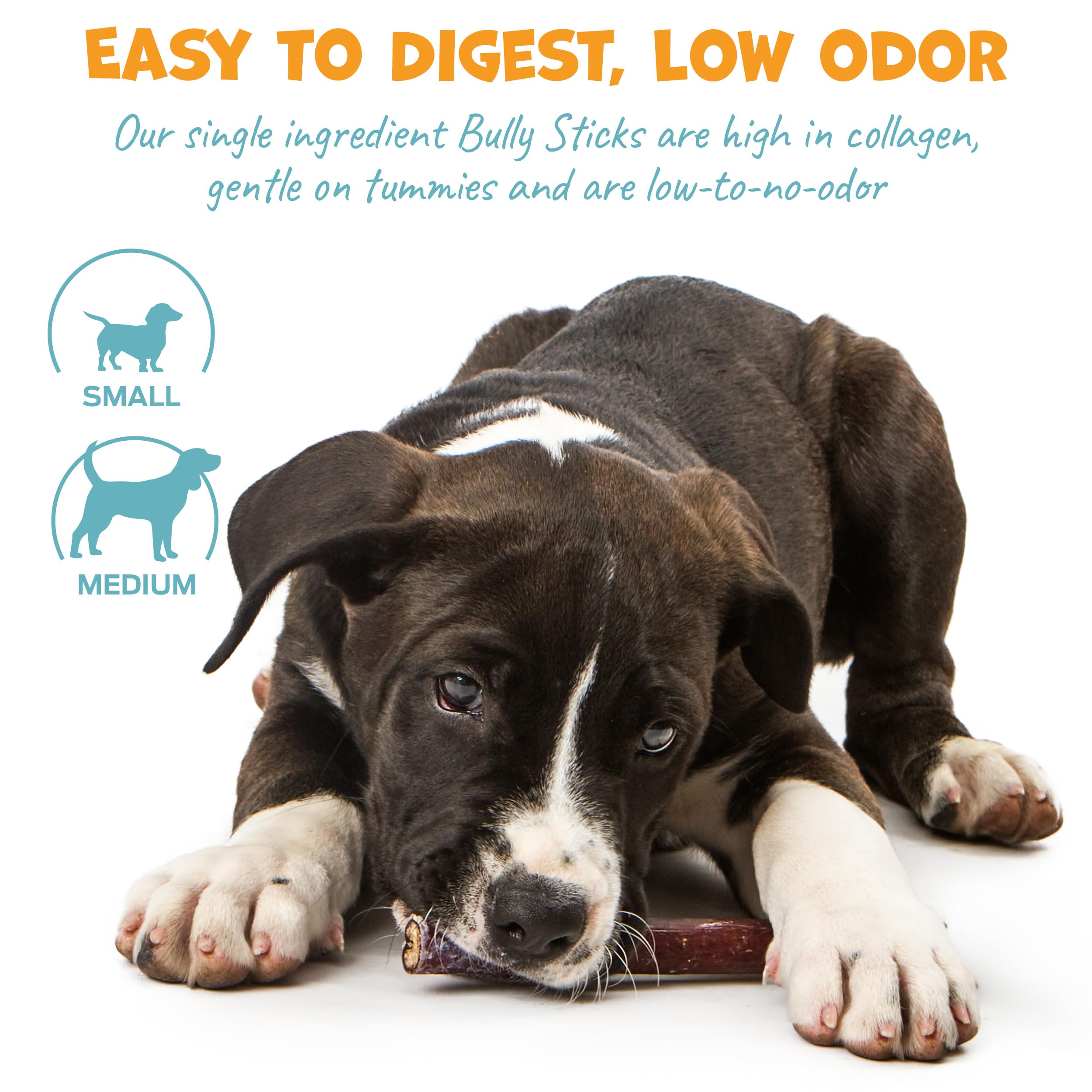 Pack Approved beef bully sticks 6in single-ingredient digestible treat for dogs.