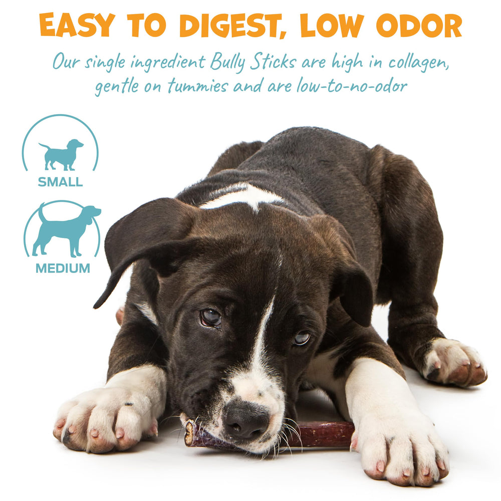 Pack Approved beef bully sticks 6in single-ingredient digestible treat for dogs.