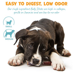 Pack Approved beef bully sticks 6in single-ingredient digestible treat for dogs.