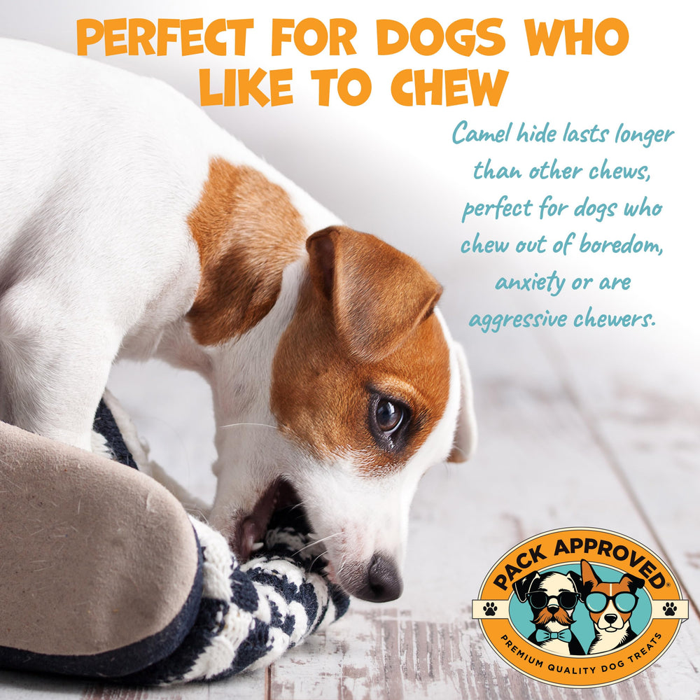 Pack Approved camel skin chews in hand demonstrates long-lasting entertainment for dogs.