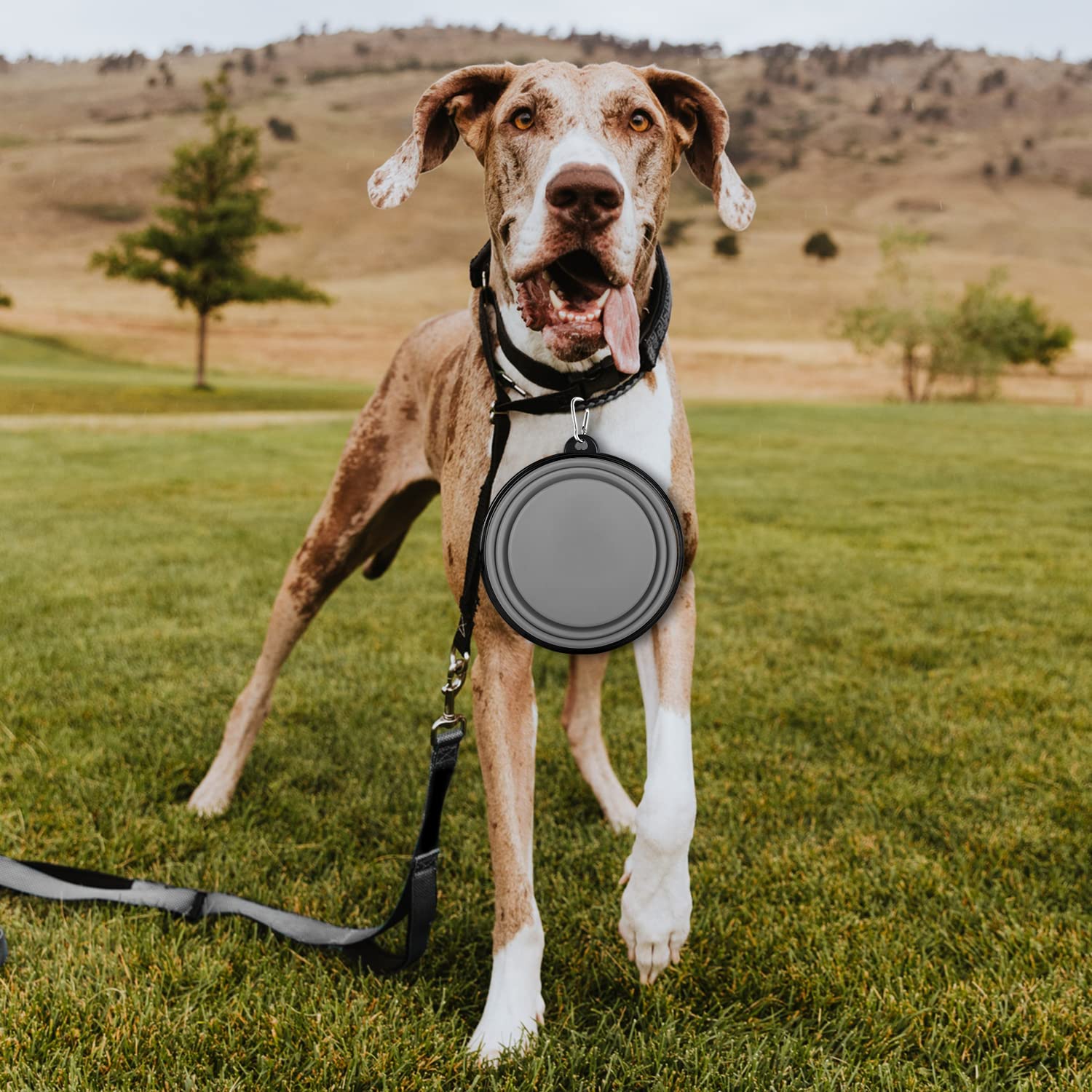 Paercute collapsible dog bowl two-bowl pack for travel