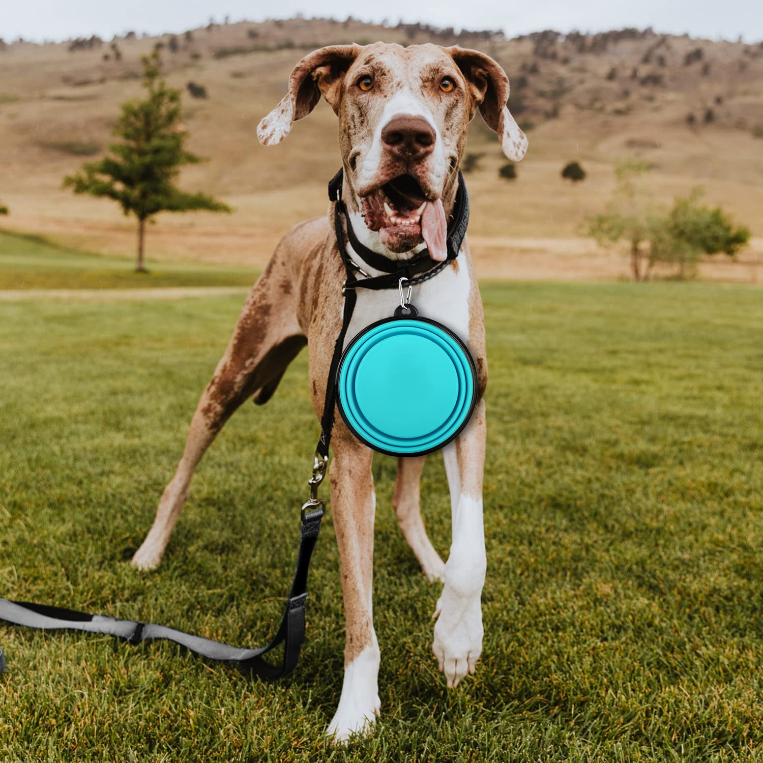Paercute easy-clean dog bowl ready for quick rinse after outdoor adventures.