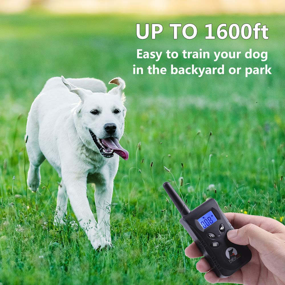 Paipaitek vibration collar worn in rainy walk demonstrating waterproof design.