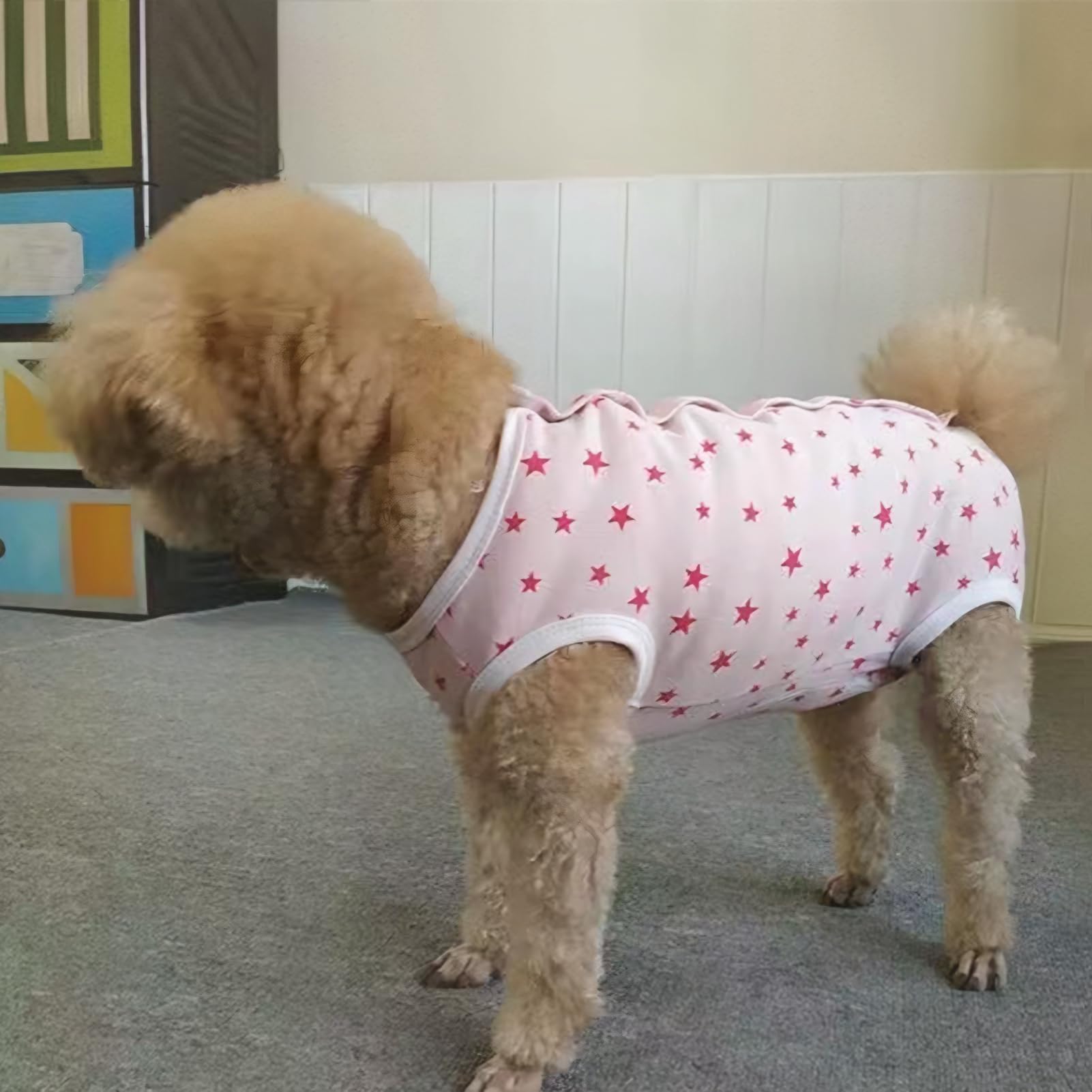 Paipeper dog recovery suit all-season wear suitable for indoor-outdoor use.