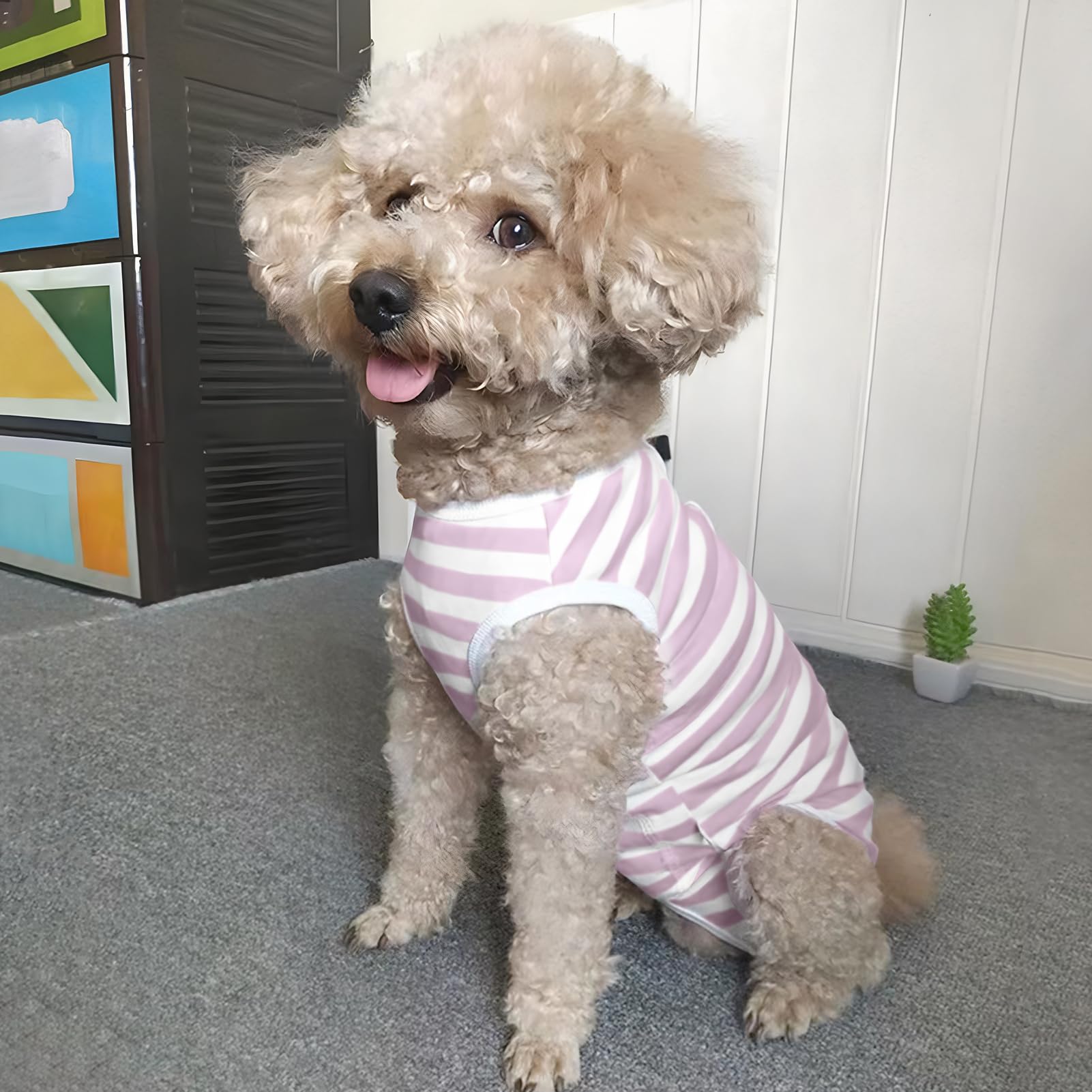 Paipeper dog recovery suit demonstrates indoor outdoor wear for versatile use