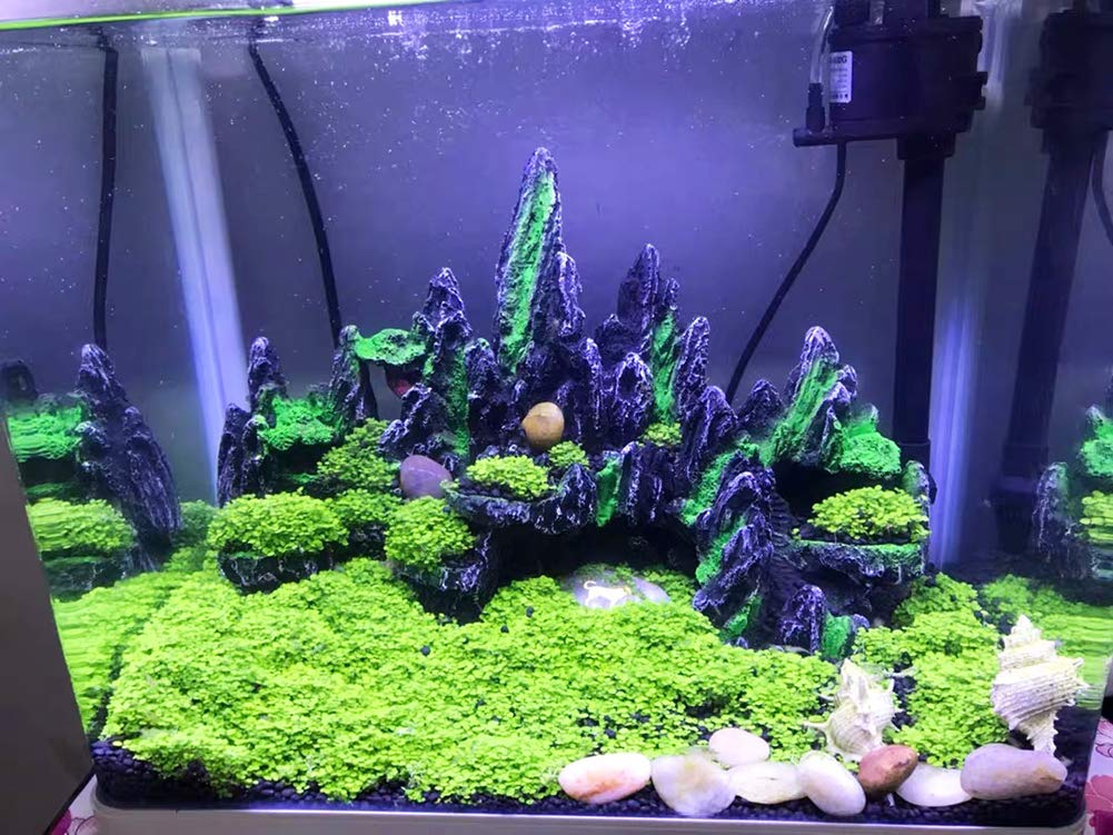 PakyKai large rock landscape anchors the aquarium scenery.