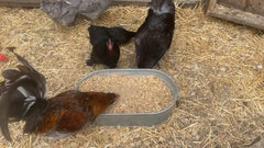 Pampered Chicken Mama chicken feed mixing image highlights simple addition to daily rations.