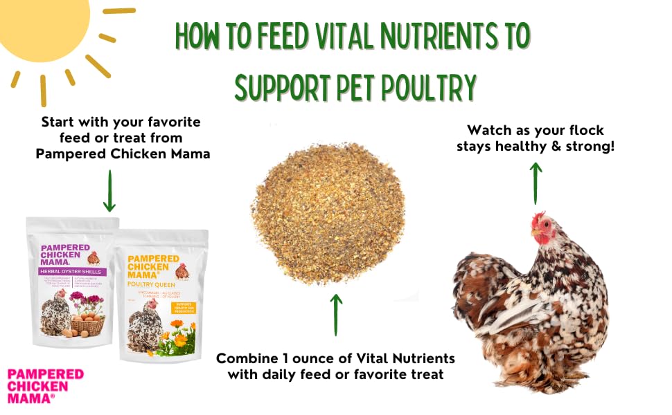 Pampered Chicken Mama chickens enjoy taste-enhanced vitamins during daily treats and meals.