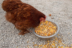 Pampered Chicken Mama Poultry Queen herbs closeup with calendula and oregano for nesting.