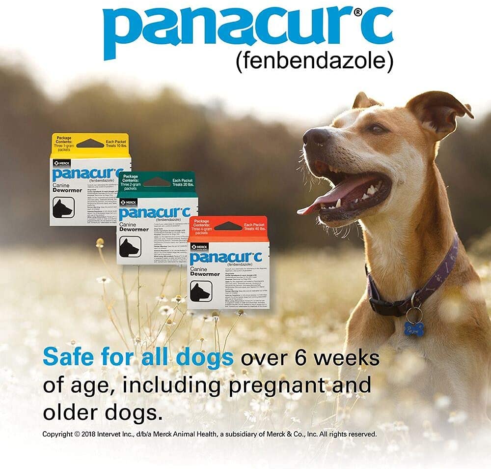 Panacur C packets in use with a calm dog, safe for pregnant dogs.