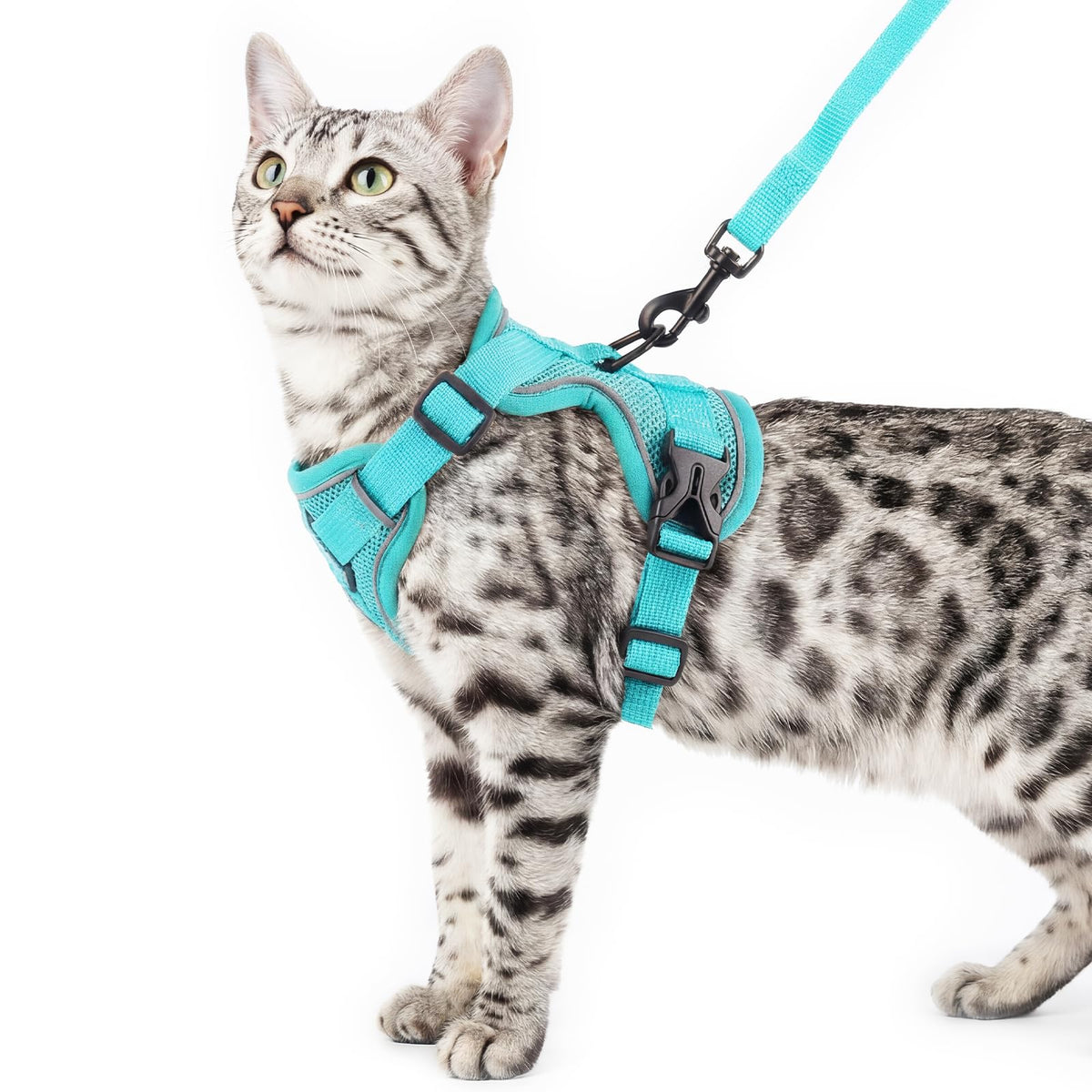pangdi cat harness xl turquoise adjustable straps for a secure, comfortable fit during walks.