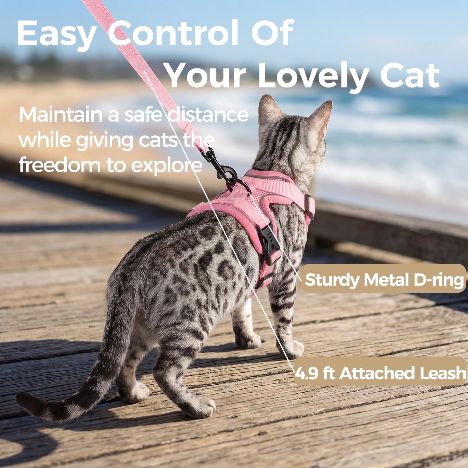 Pangdi cat leash attached control demonstrates easy handling during walks