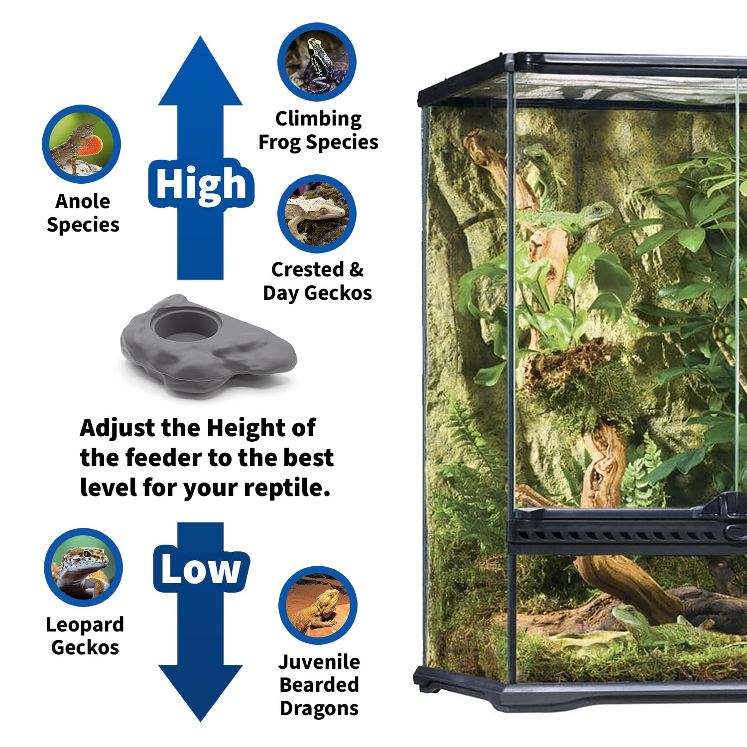 Pangea Compact Gecko Ledge in tank demonstrates compact, space-saving design.