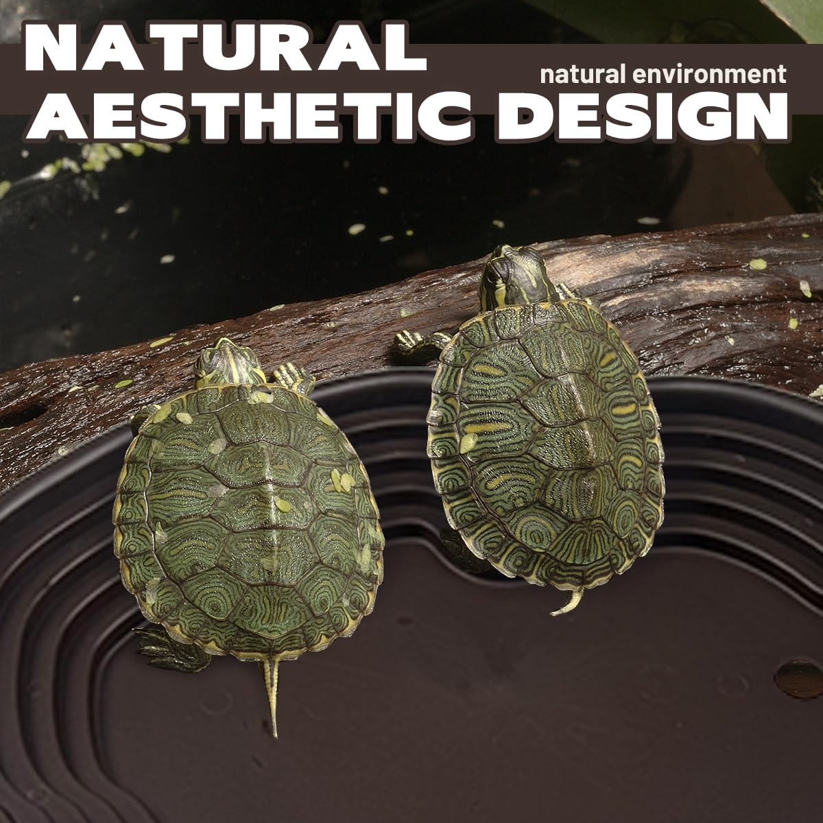 Pansente tortoise water dish dimensions fit compact terrarium layouts.