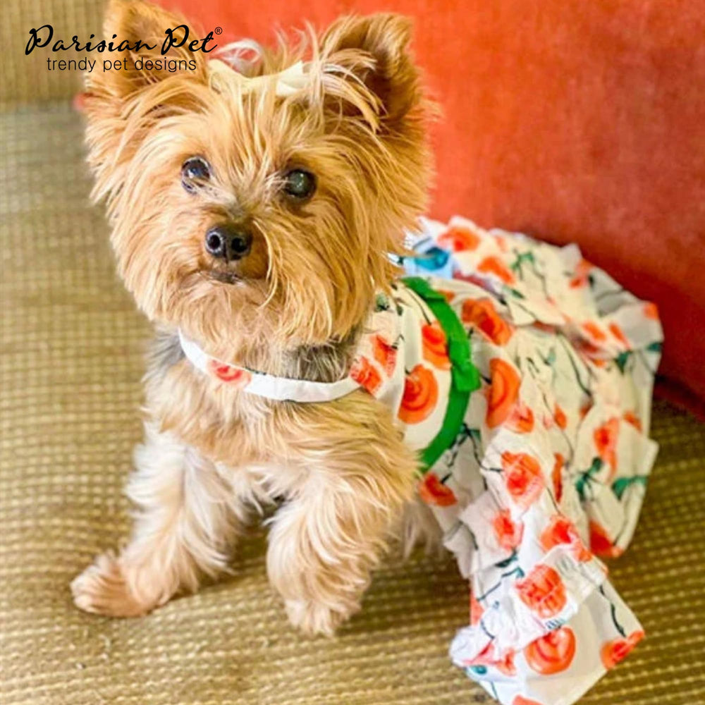 Parisian Pet Boho Dress on a beach setting showcasing chic coastal style for dogs.