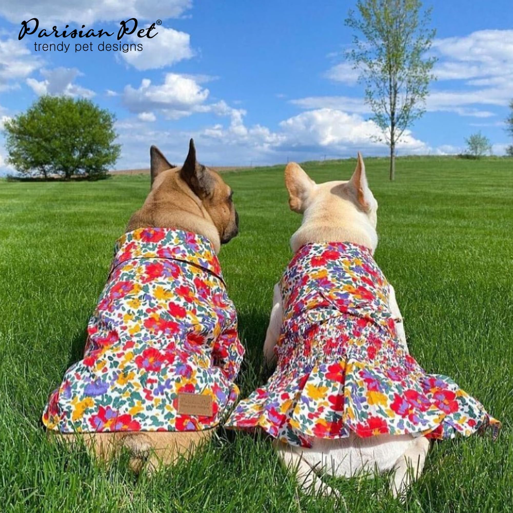 Parisian Pet dog dress for party fun evokes festive, photo-ready moments.