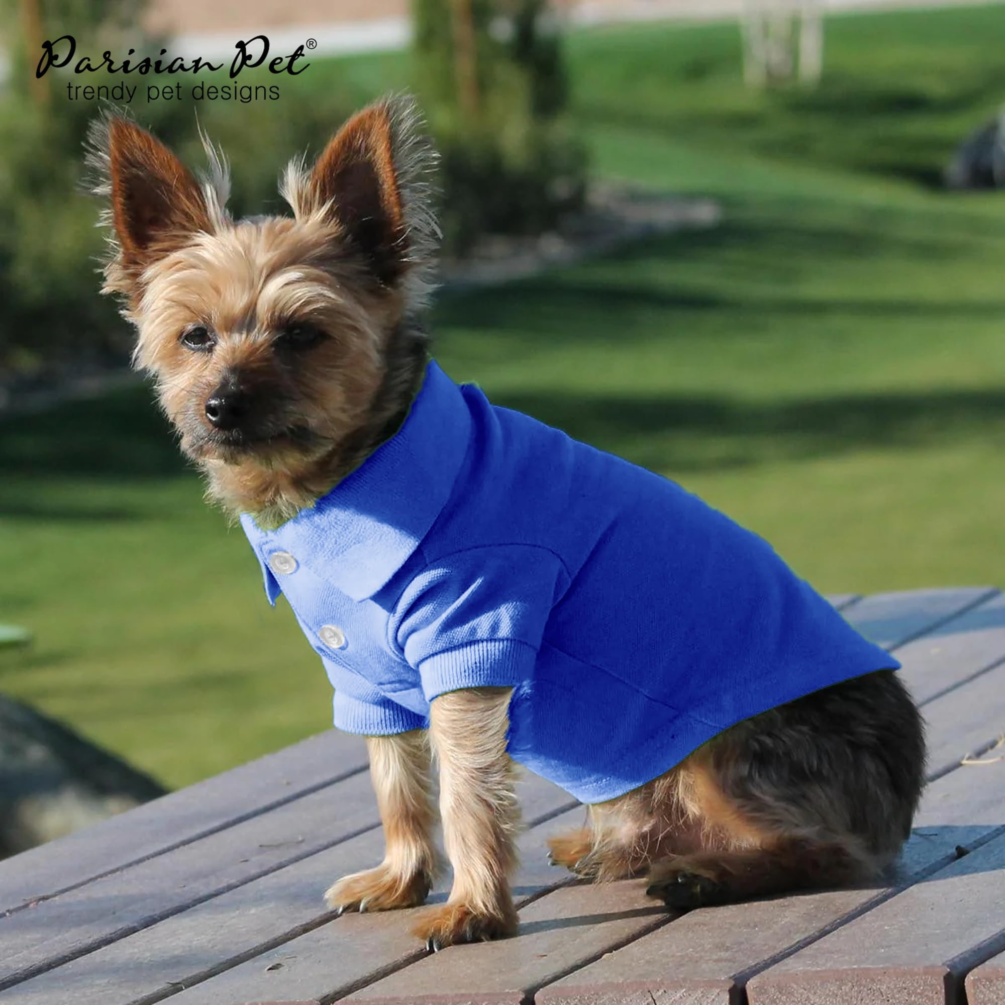 Parisian Pet dog polo worn on a dog during a blue-sky walk